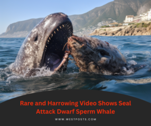 Rare and Harrowing Video Shows Seal Attack Dwarf Sperm Whale
