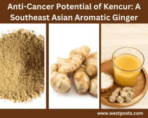 Anti-Cancer Potential of Kencur: A Southeast Asian Aromatic Ginger