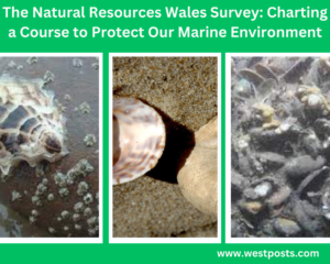 The Natural Resources Wales Survey: Charting a Course to Protect Our Marine Environment