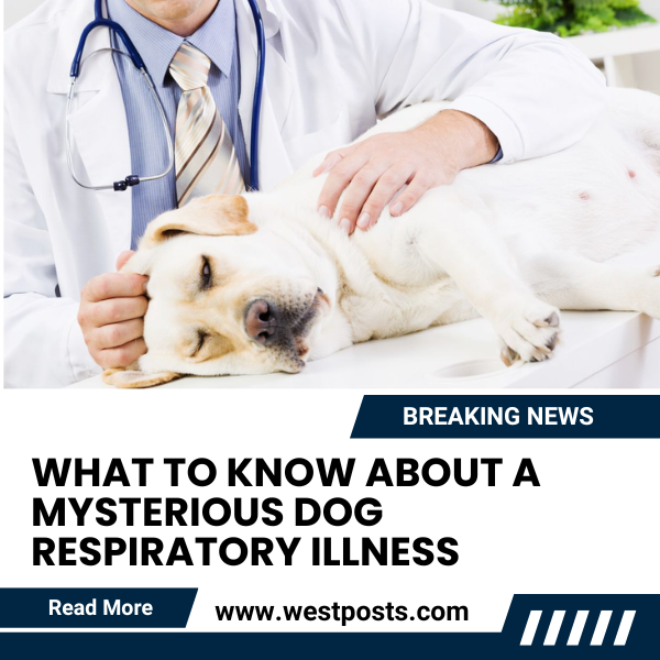 What to know about a mysterious dog respiratory illness